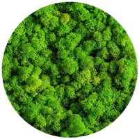 fitostena__rasteniya_boganto