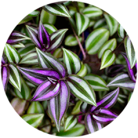 fitostena__rasteniya_boganto_10