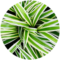 fitostena__rasteniya_boganto_11