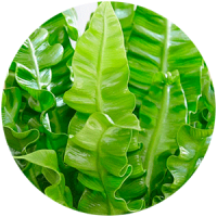 fitostena__rasteniya_boganto_13