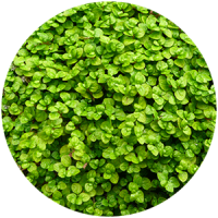 fitostena__rasteniya_boganto_16