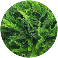 fitostena__rasteniya_boganto_17