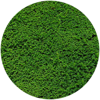 fitostena__rasteniya_boganto_2