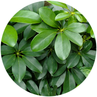 fitostena__rasteniya_boganto_21