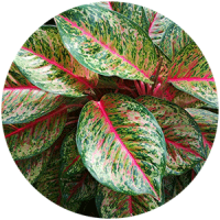 fitostena__rasteniya_boganto_23