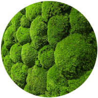 fitostena__rasteniya_boganto_3