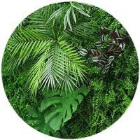 fitostena__rasteniya_boganto_4