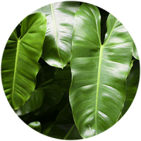 fitostena__rasteniya_boganto_6