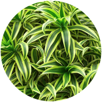 fitostena__rasteniya_boganto_7