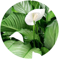 fitostena__rasteniya_boganto_8