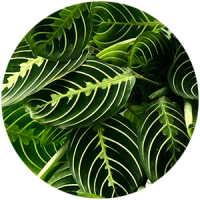 fitostena__rasteniya_boganto_9